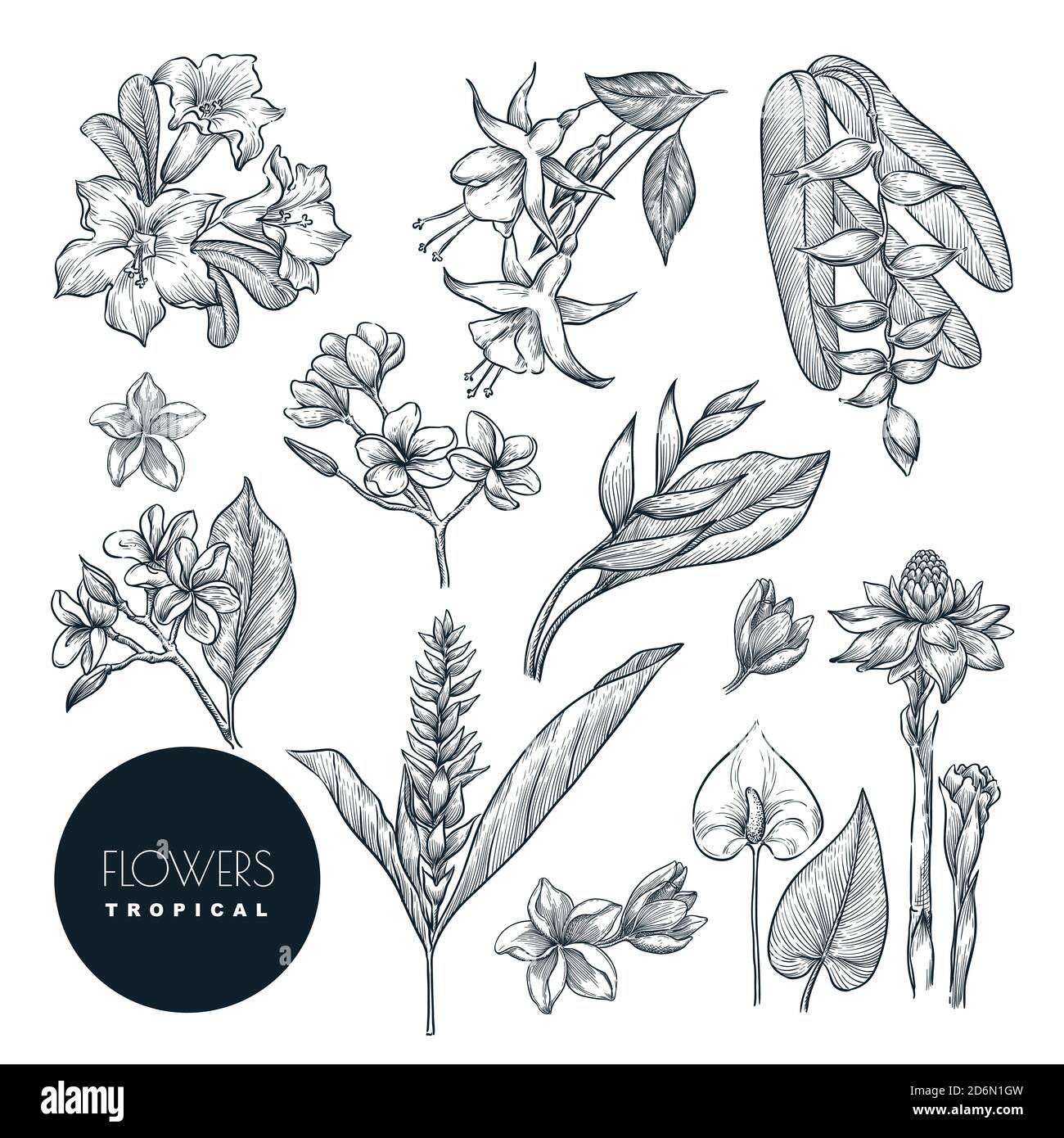Tropical exotic flowers set, isolated on white background. Vector sketch illustration. Hand drawn tropic nature and floral design elements. Stock Vector