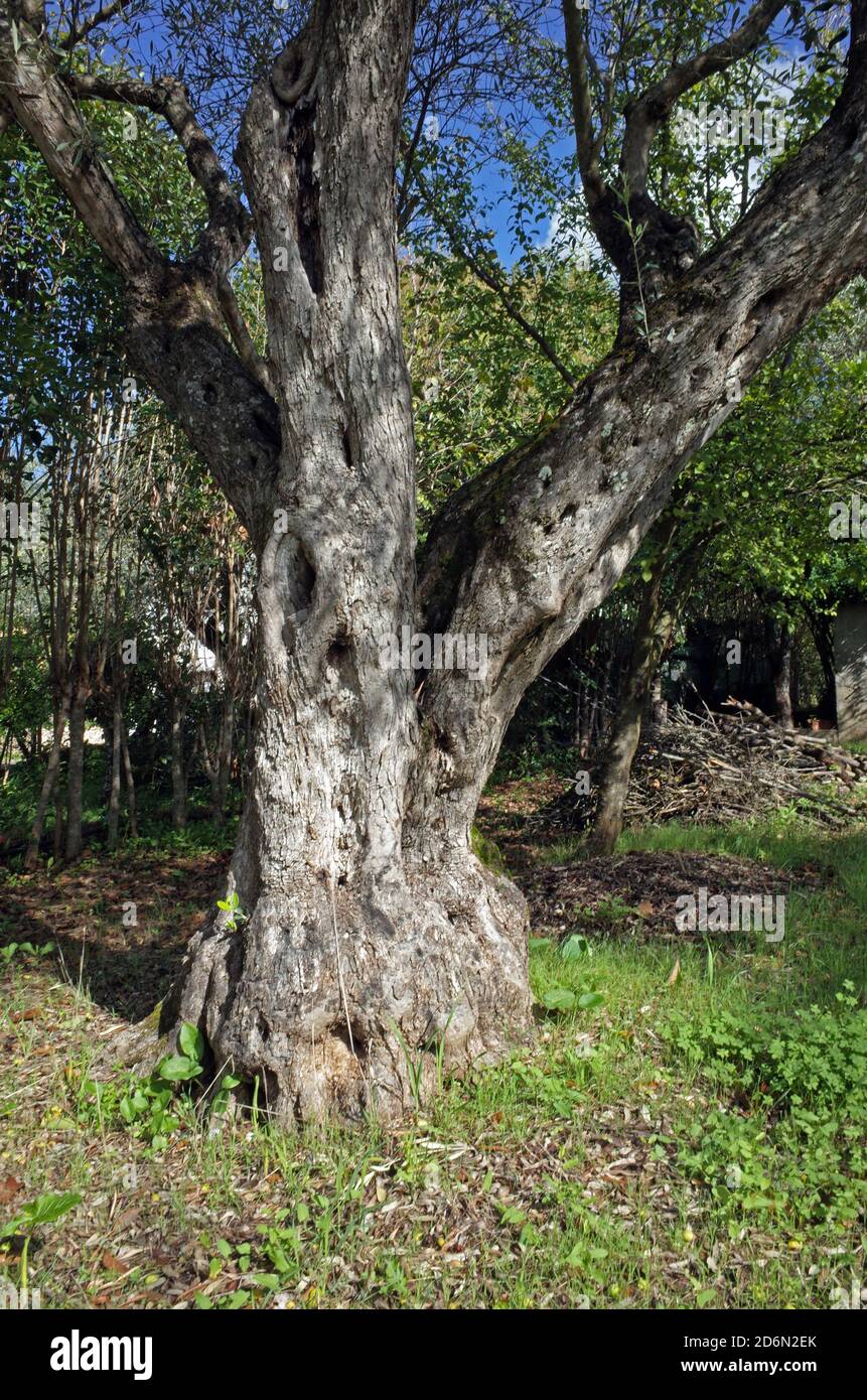Old olive tree in Sardinia countryside Stock Photo - Alamy
