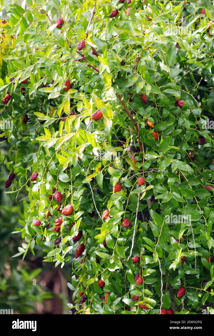 Jujube Tree High Resolution Stock Photography And Images Alamy Jujube Tree High Resolution Stock Photography And Images Alamy