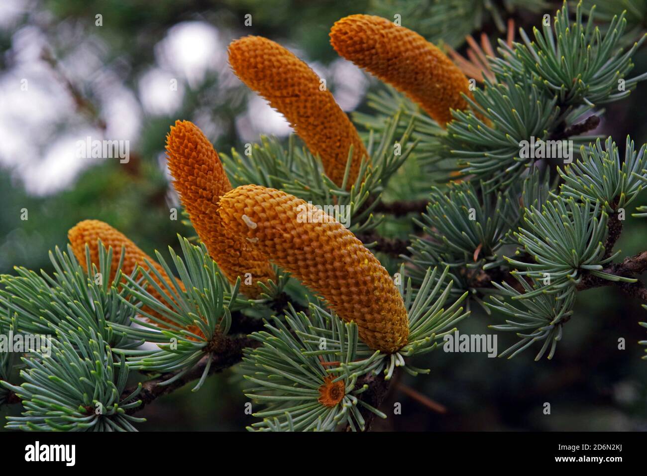 Fir-tree fruit close-up (picea pungens variety) Stock Photo