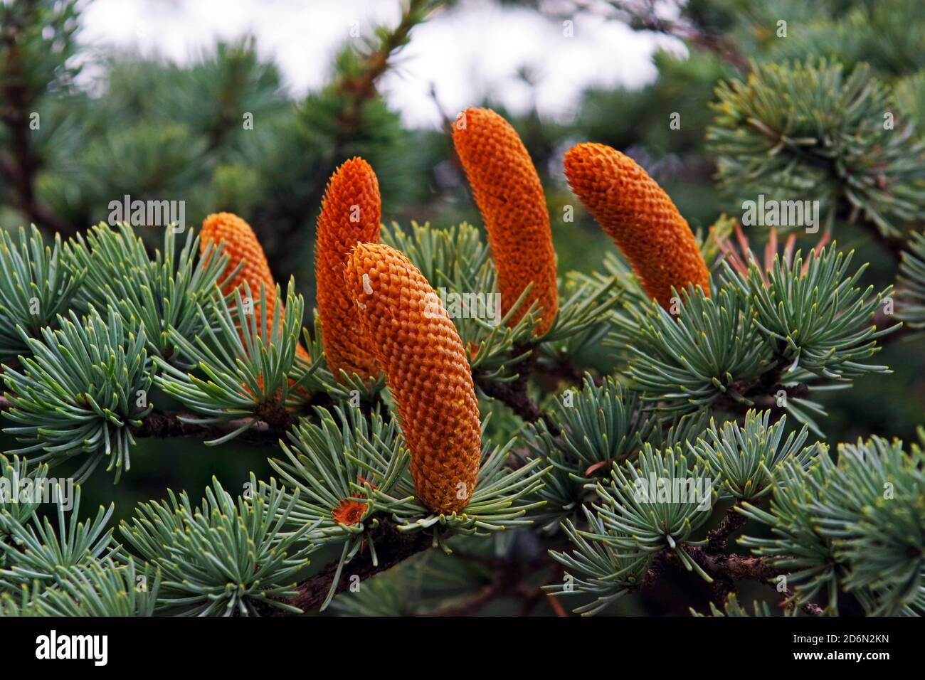 Fir-tree fruit close-up (picea pungens variety) Stock Photo