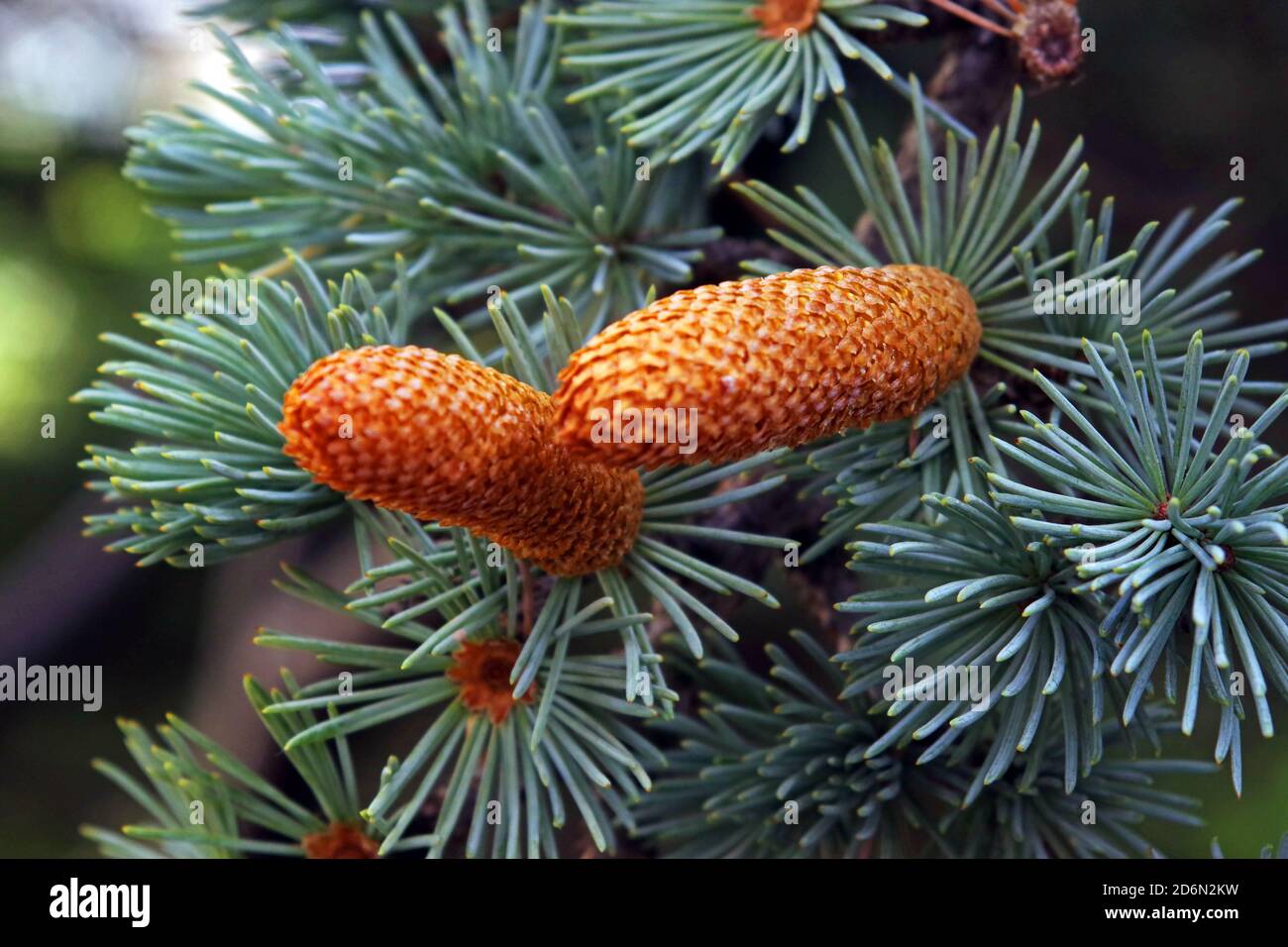 Fir-tree fruit close-up (picea pungens variety) Stock Photo