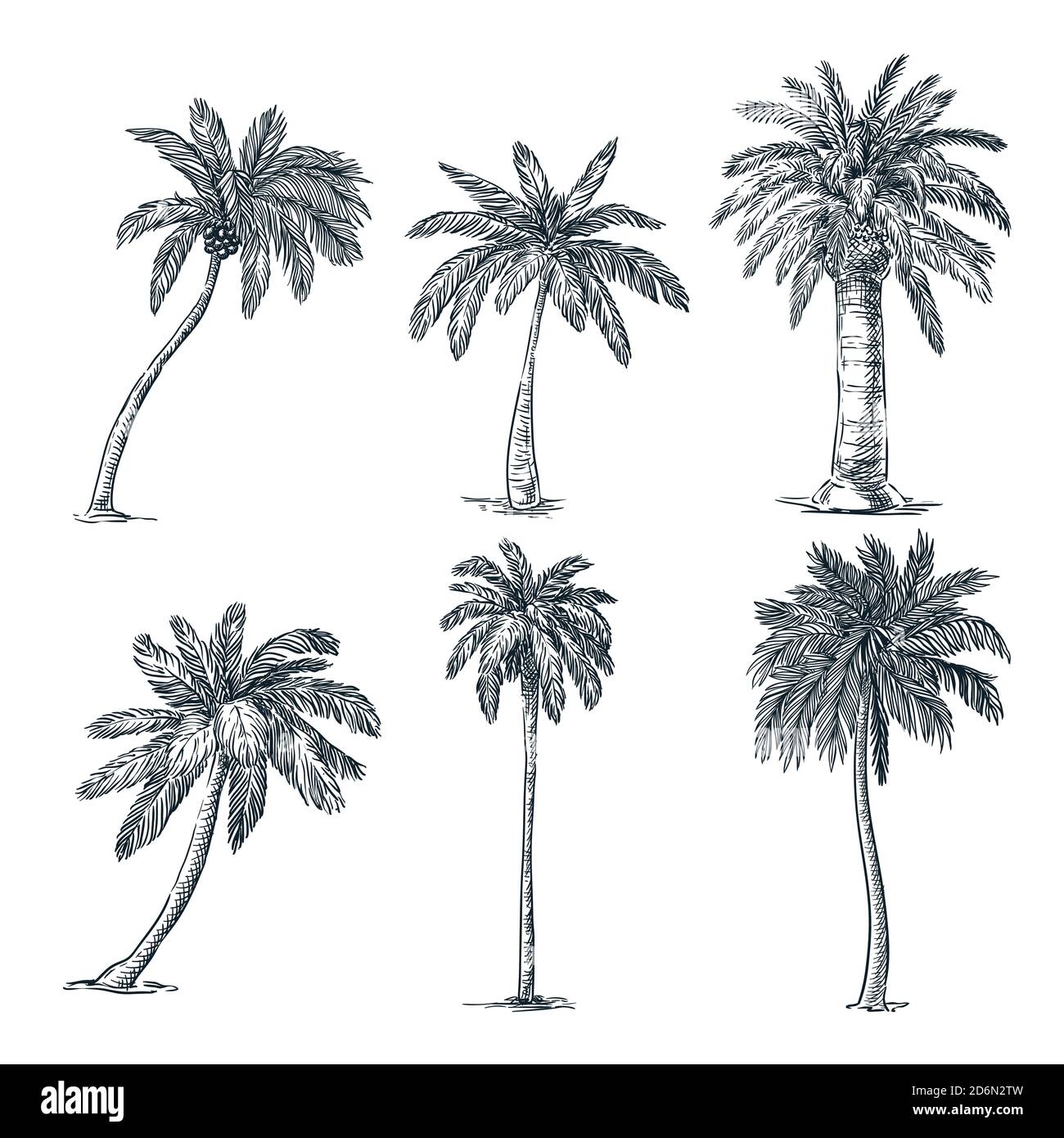 Coconut palm tree stock vector Illustration of engrave  94527068