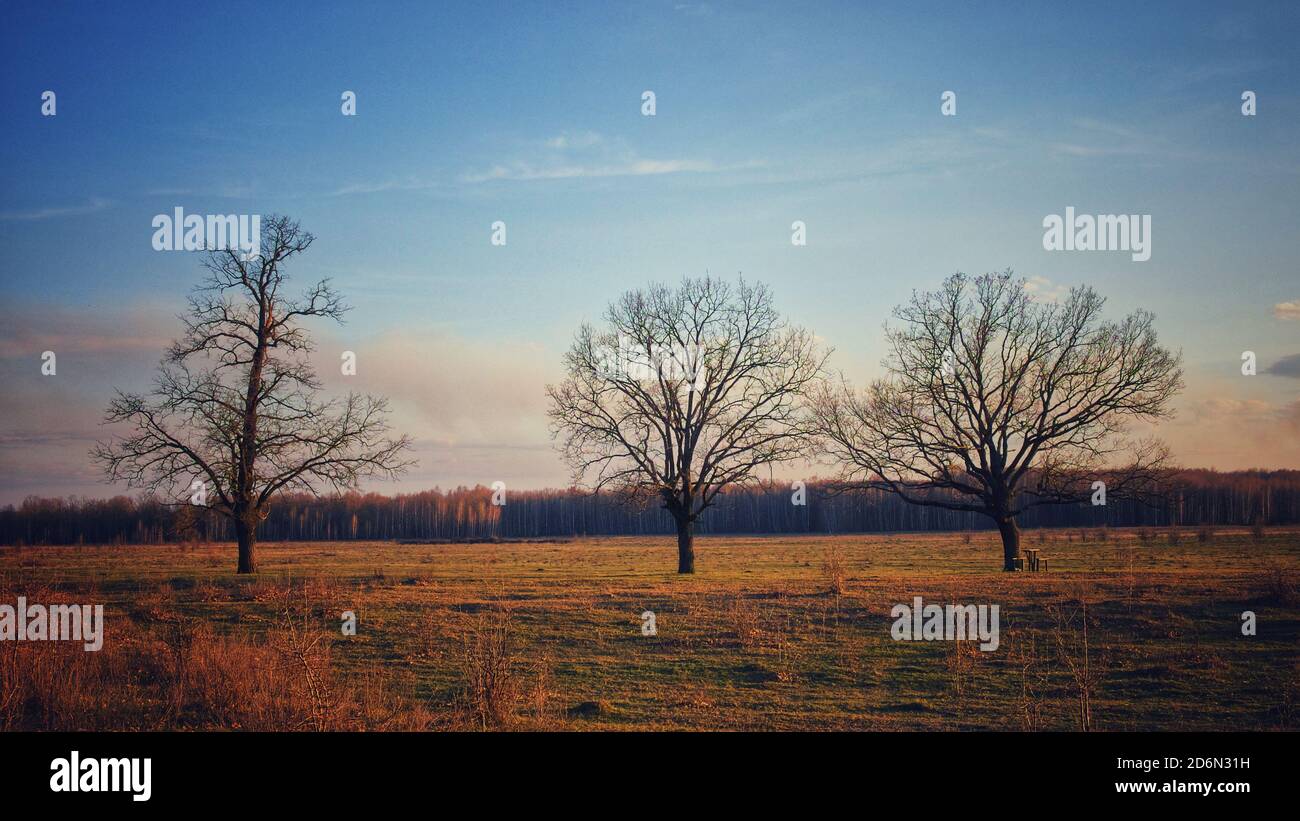 Large branched trees in hi-res stock photography and images - Alamy