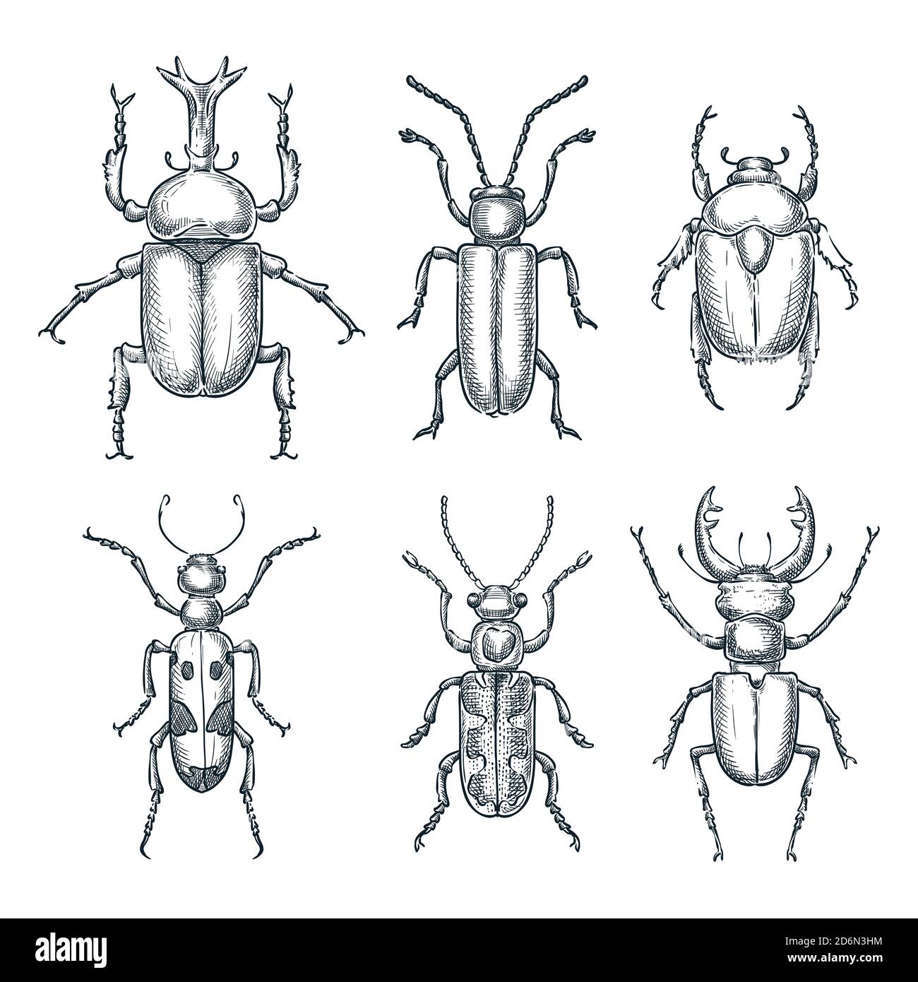 Bugs and beetles set. Vector sketch hand drawn illustration. Insects collection isolated on white background. Stock Vector