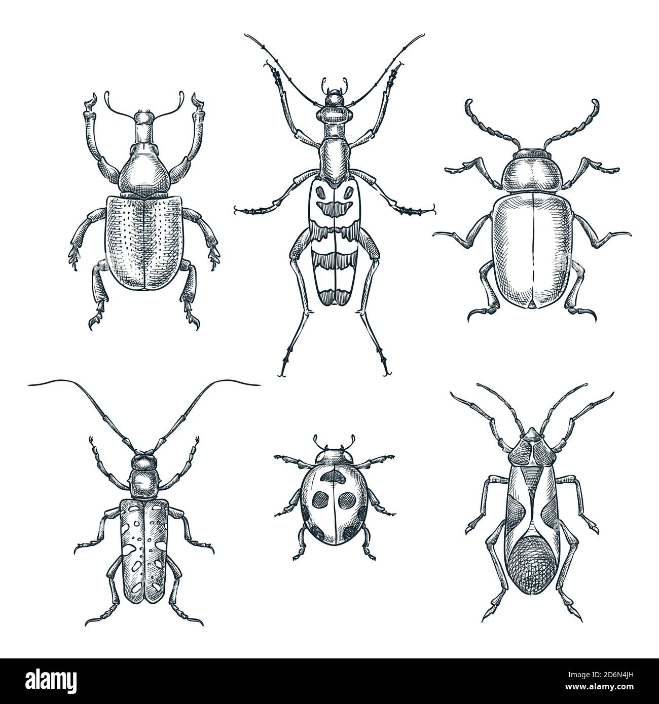 Beetles and bugs vector sketch illustration. Set of doodle hand drawn insects isolated on white background. Stock Vector