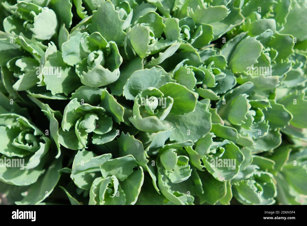 Young shoots of orpine (Sedum telephium). Beautiful green plants. Nature background. Stock Photo