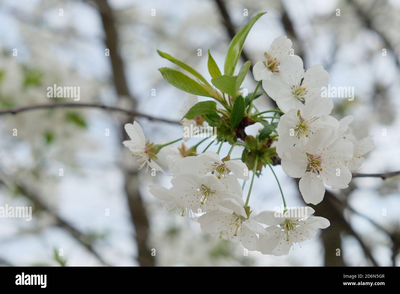 A branch of a blossoming cherry tree. Inflorescence of white cherry flowers in spring. Stock Photo