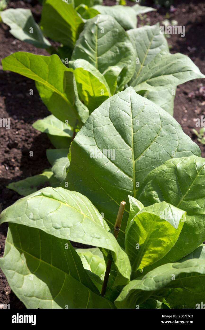 Closeup of a cultivated tobacco plant (Nicotiana tabacum Stock Photo