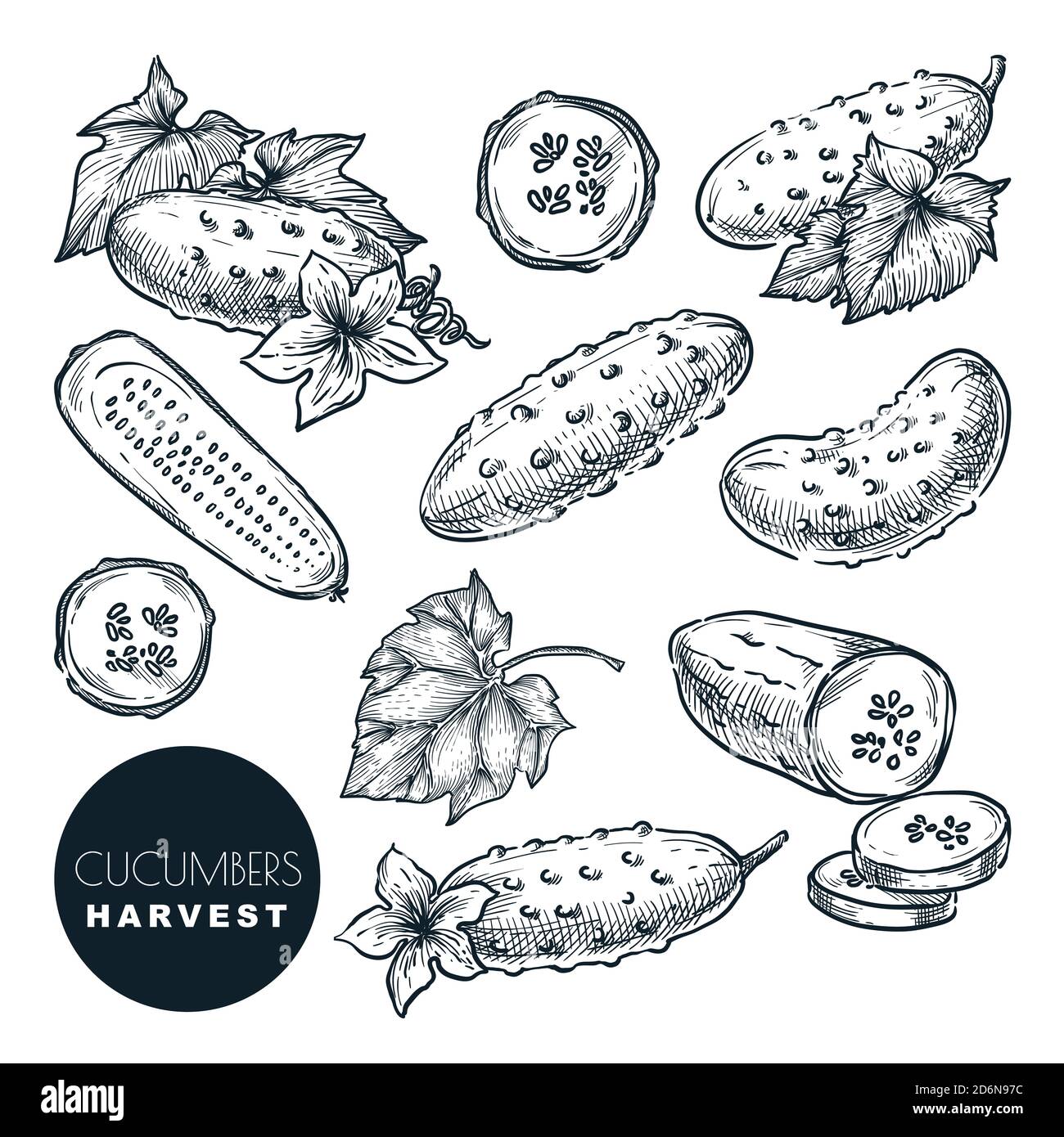 Sketch icons of salad leafy vegetables Royalty Free Vector