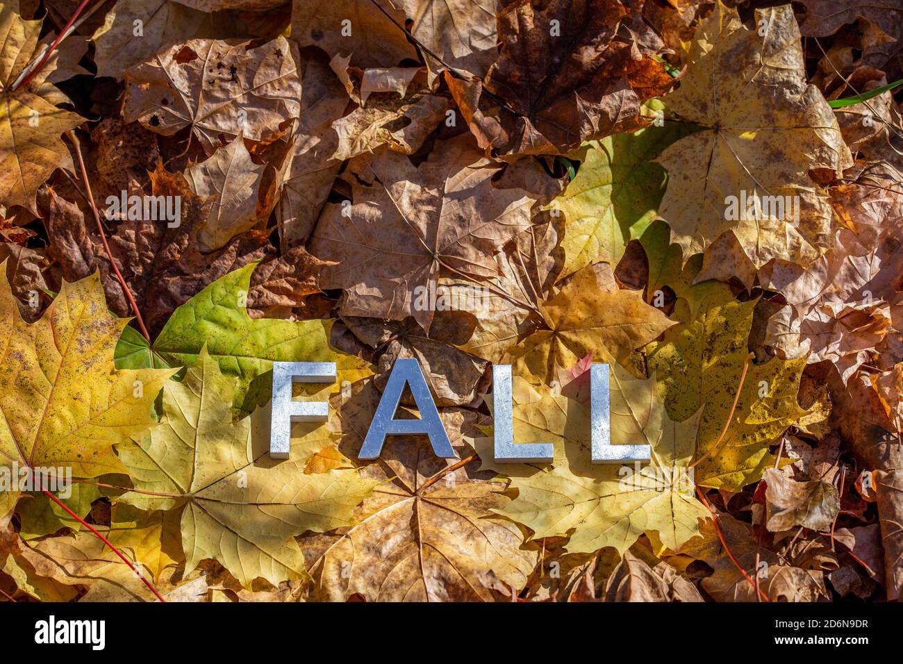 the word fall laid with metal letters over yellow autumn fallen leaves - closeup with selective focus Stock Photo