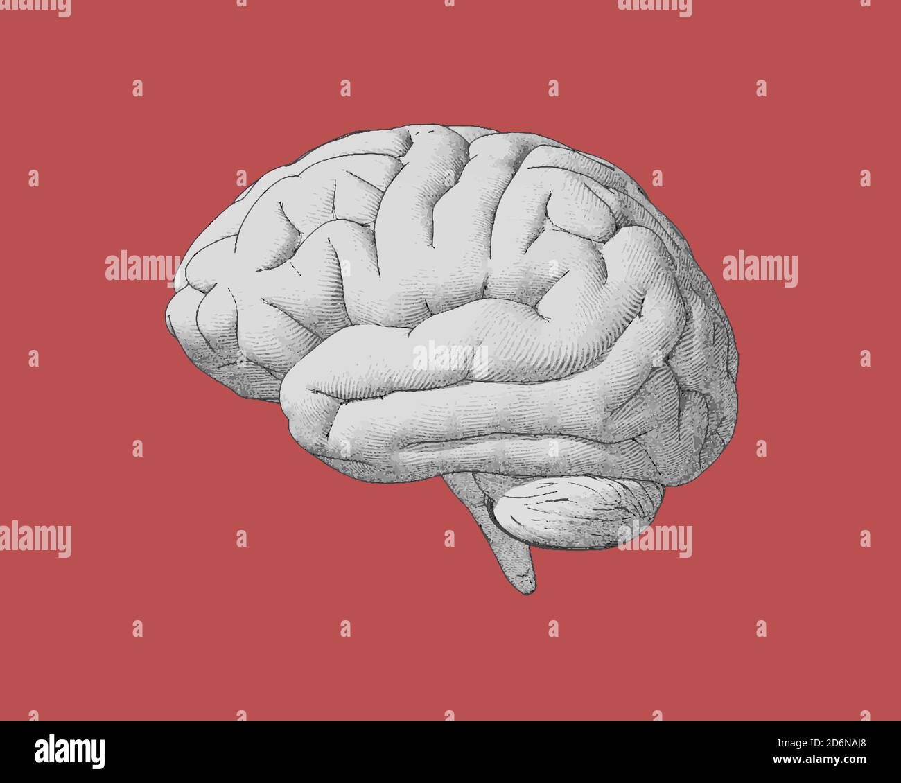 Engraving brain side view with soft drawing illustration on red ...