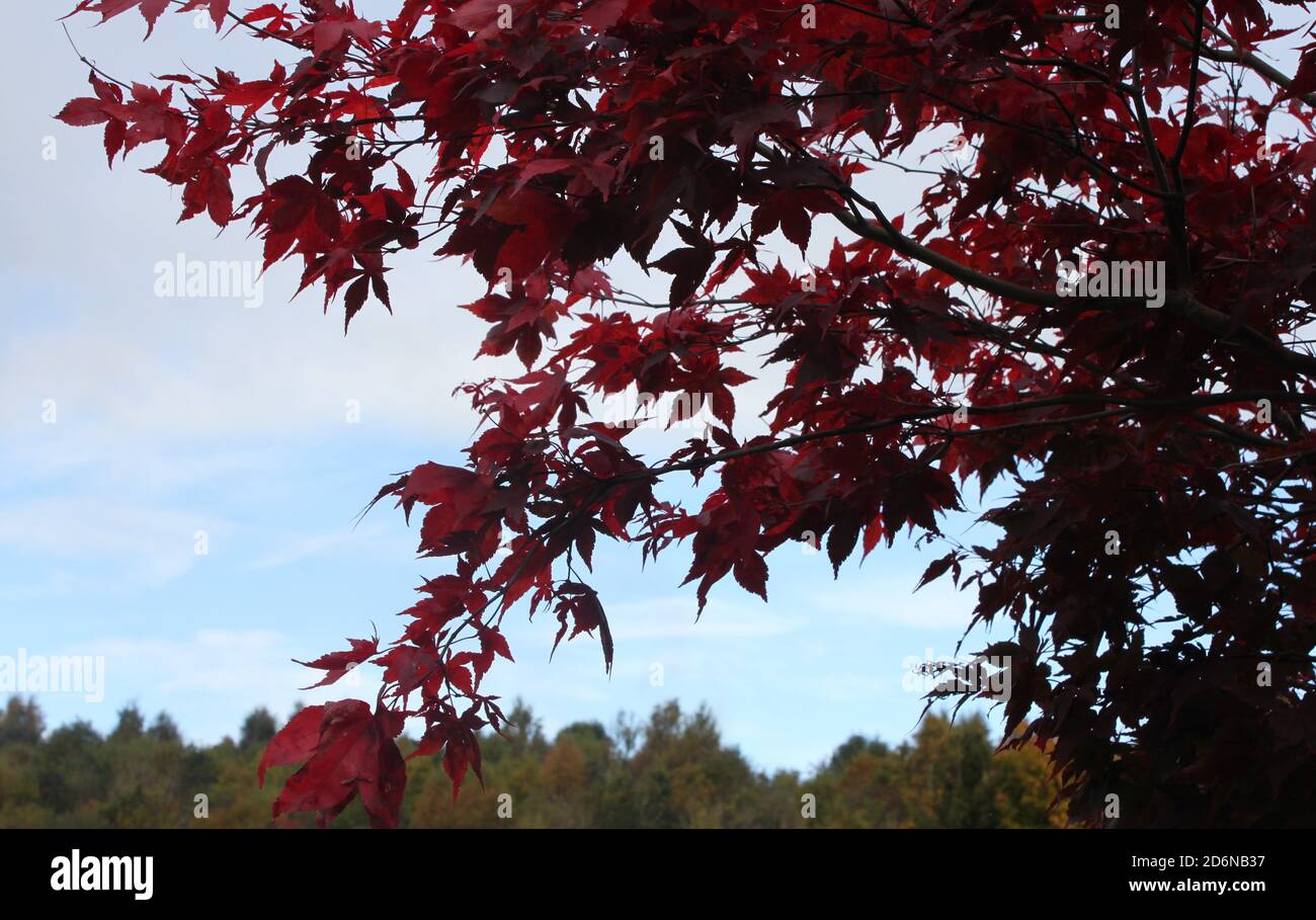 Autumn trees, urban landscapes. Autumn in the United Kingdom Stock
