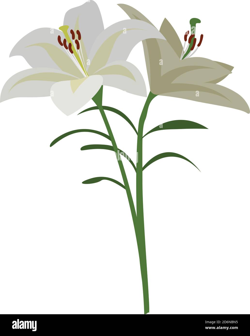 White lilium, illustration, vector on white background Stock Vector ...