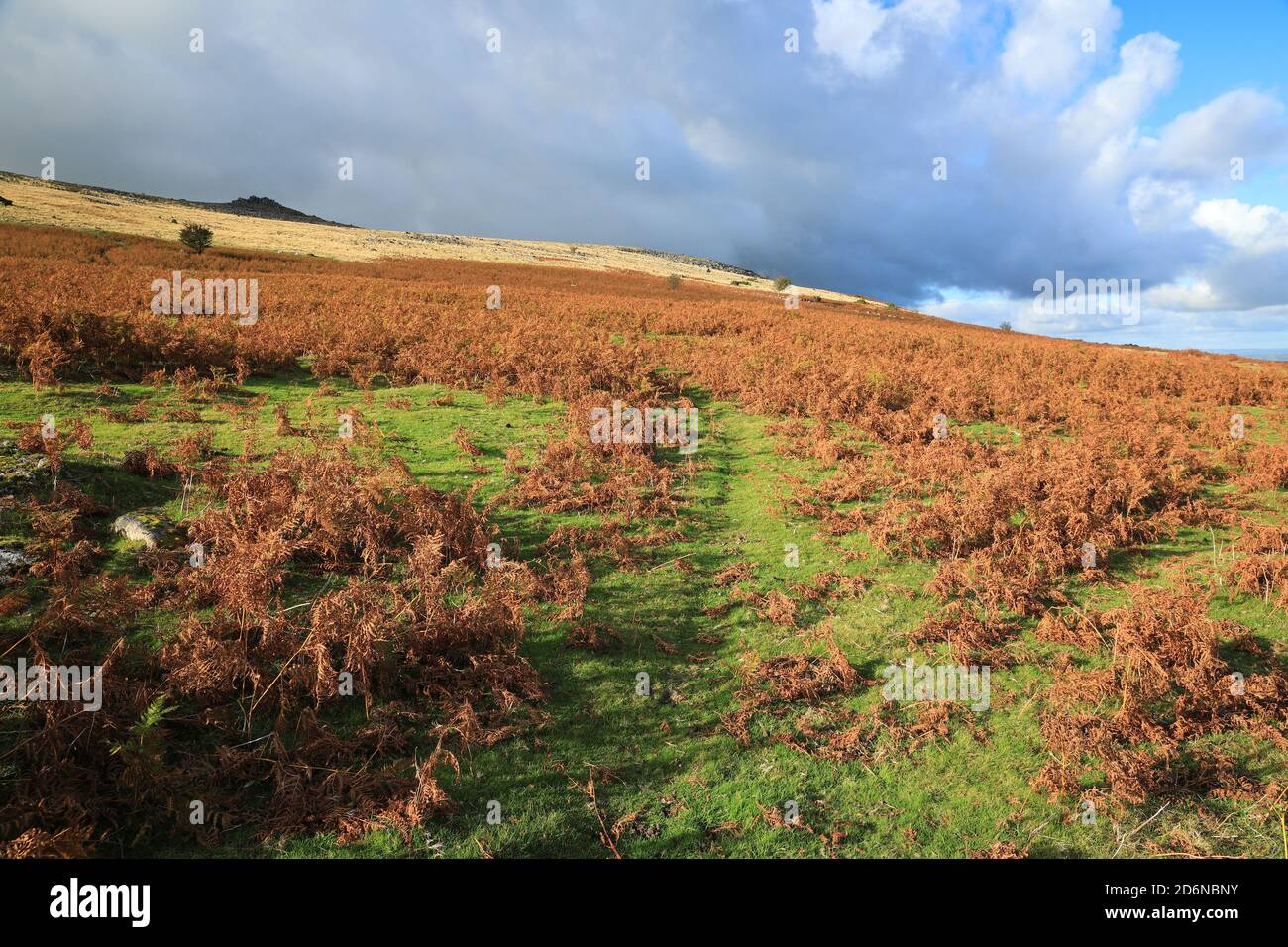 Autumn view towards Belstone tors, North Dartmoor, Devon, England, UK Stock Photo