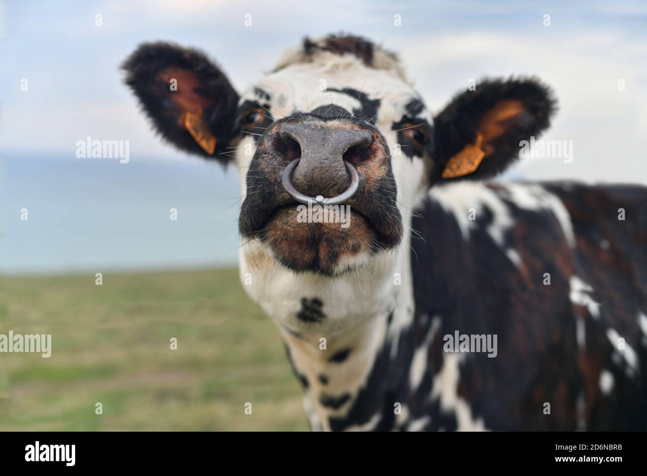 Spotted cow with a pierced nose in Normandy Stock Photo