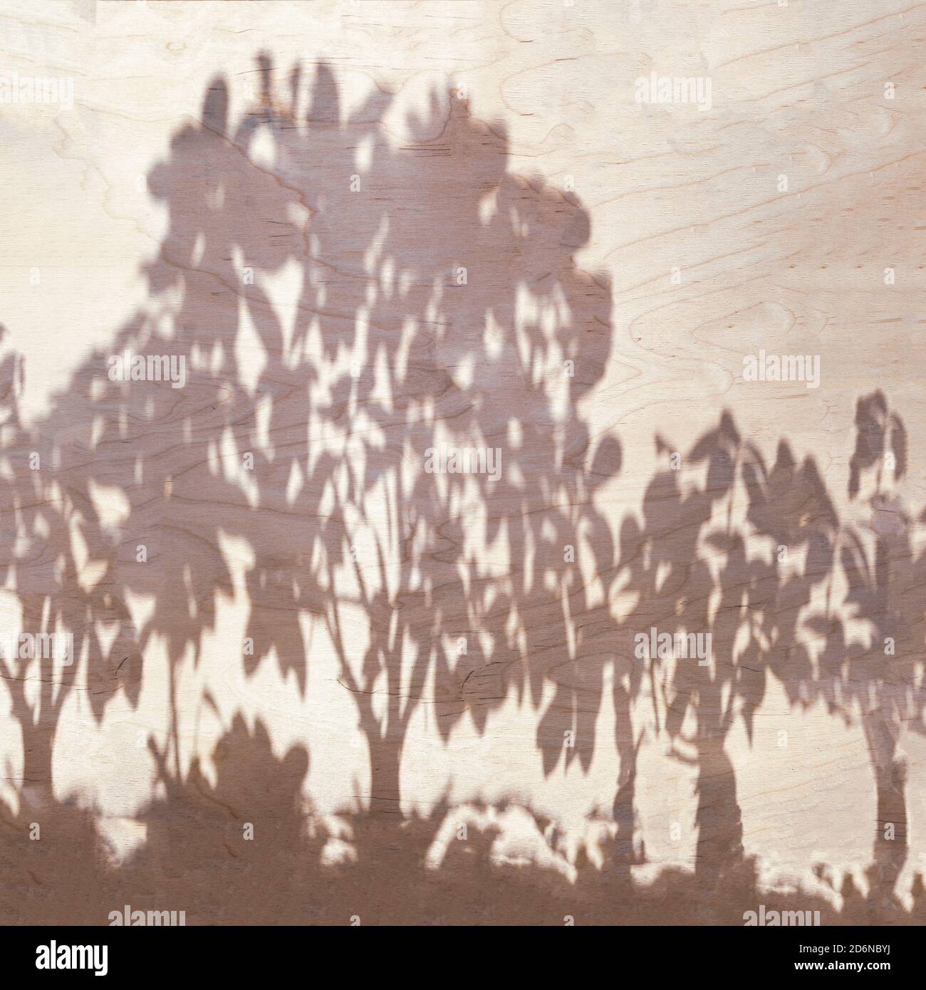 Shadows of several different trees with lush foliage on a wall with ...