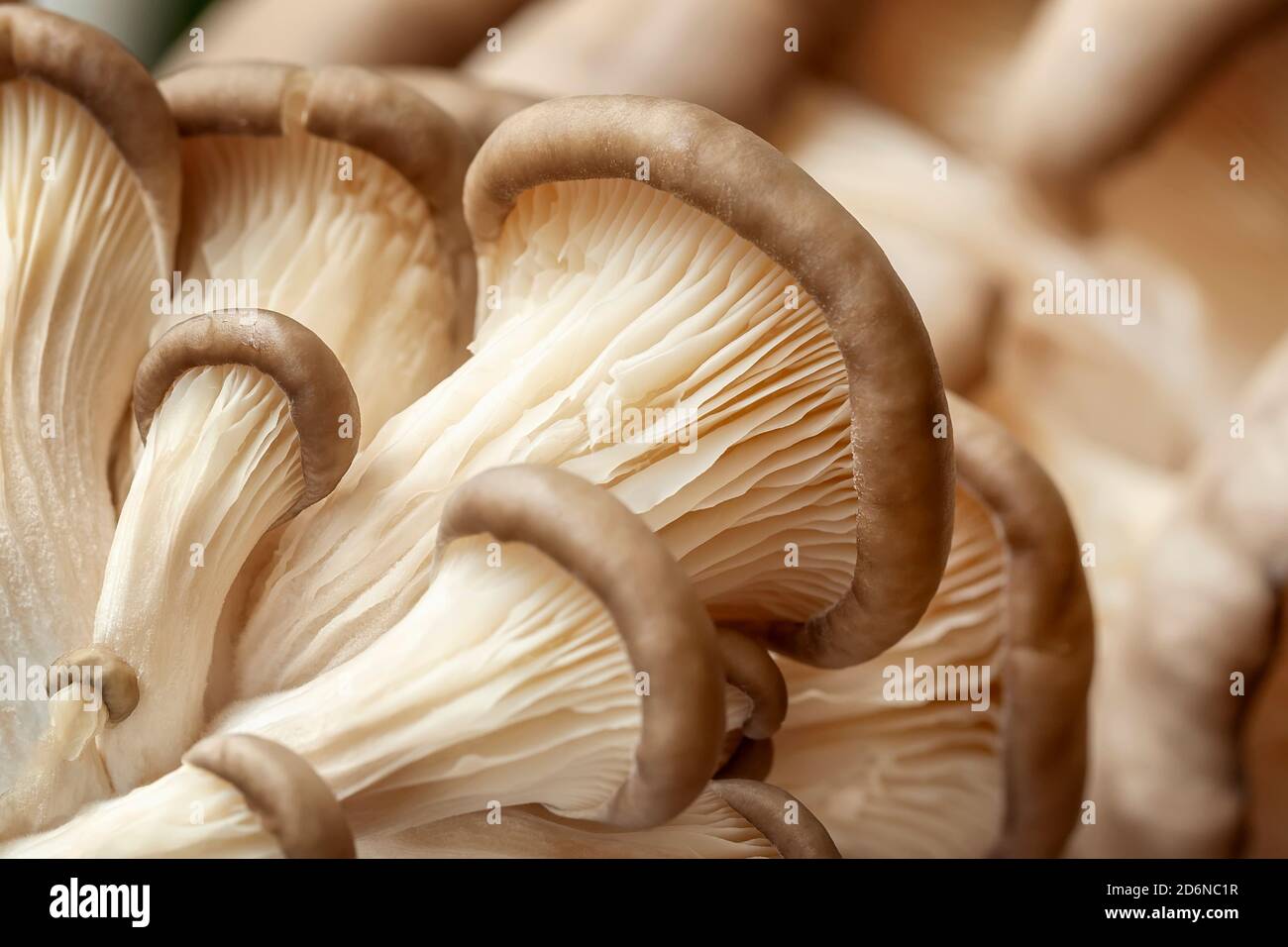 Fresh oyster mushrooms, closeup of oyster mushroom gills. Selective focus. Stock Photo