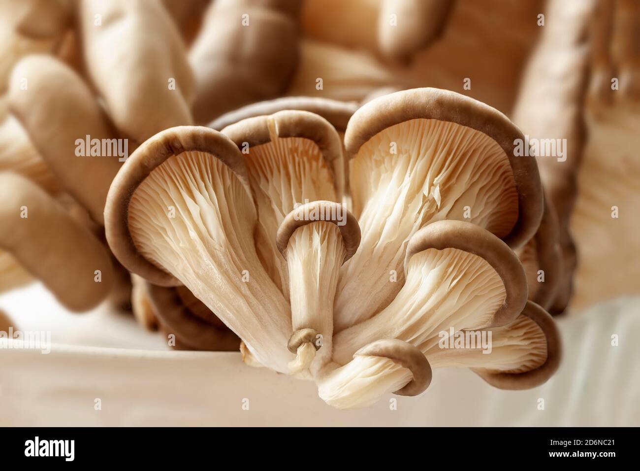 Edible organic oyster mushrooms. Vegetarian ingredient food Stock Photo