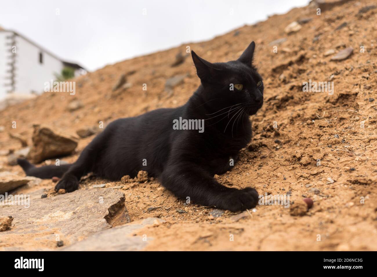 Portrait of a black cat lying on the ground Stock Photo - Alamy