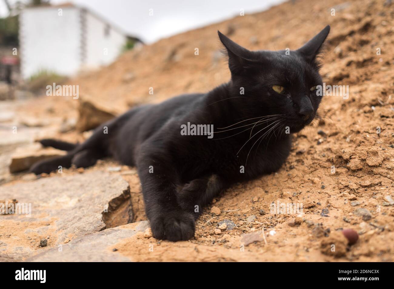 Portrait of a black cat lying on the ground Stock Photo - Alamy