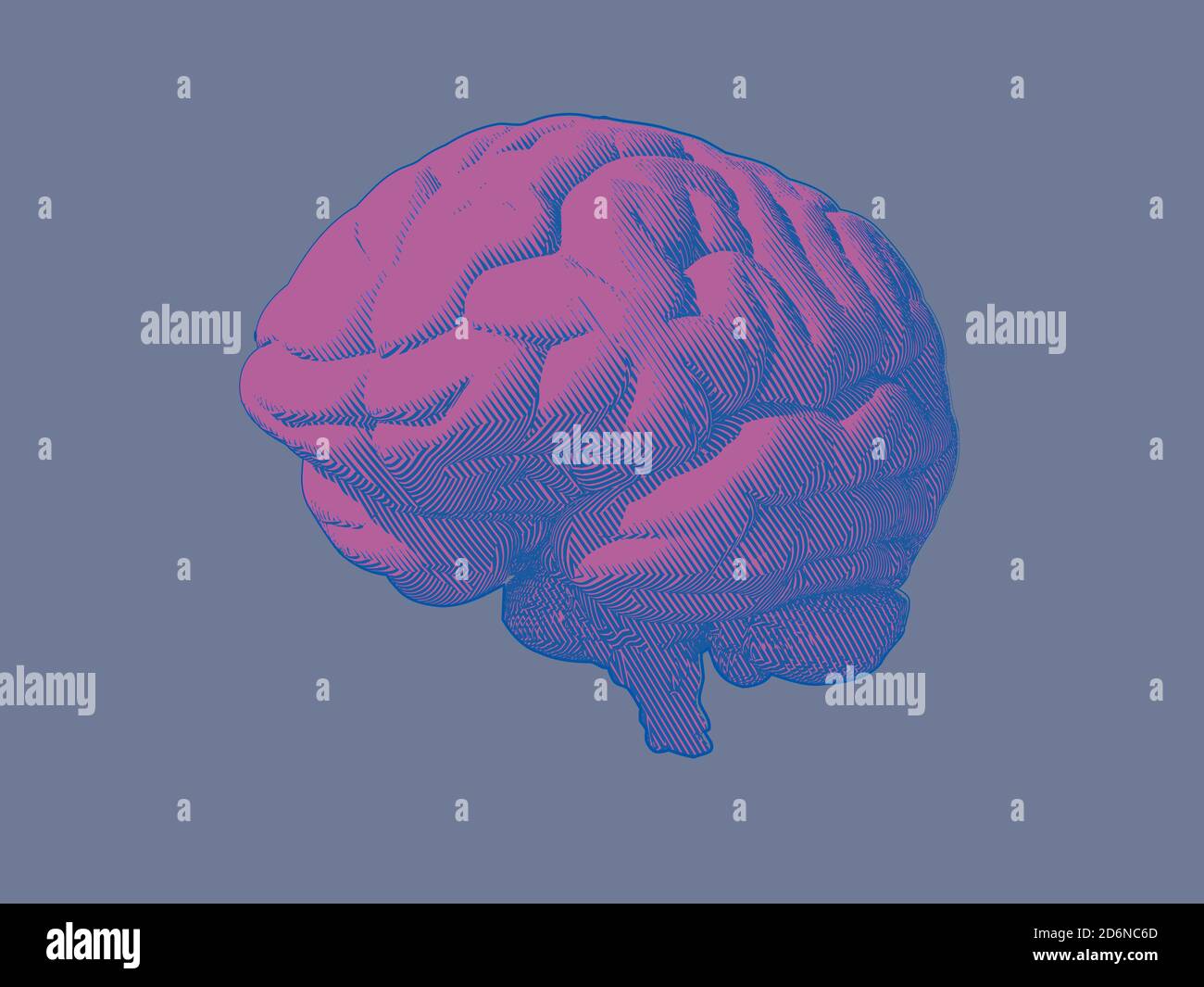Engraving pink brain in oblique perspective view isolated on blue gray ...