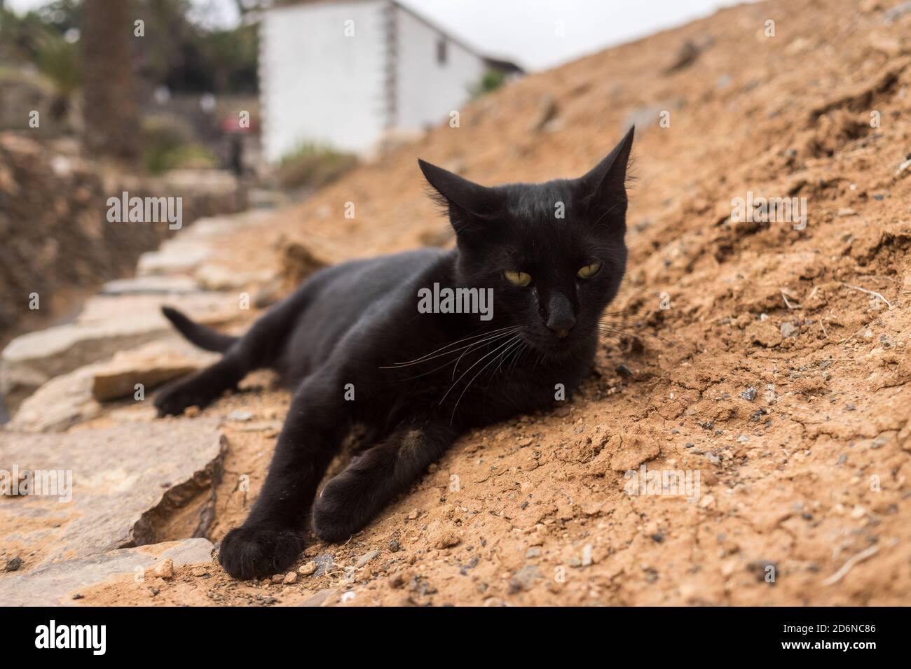 Portrait of a black cat lying on the ground Stock Photo - Alamy