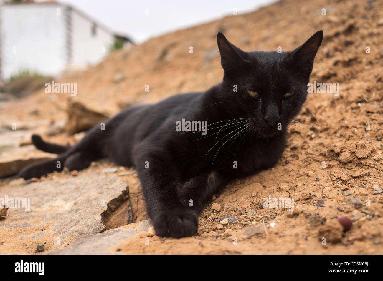 Portrait of a black cat lying on the ground Stock Photo - Alamy