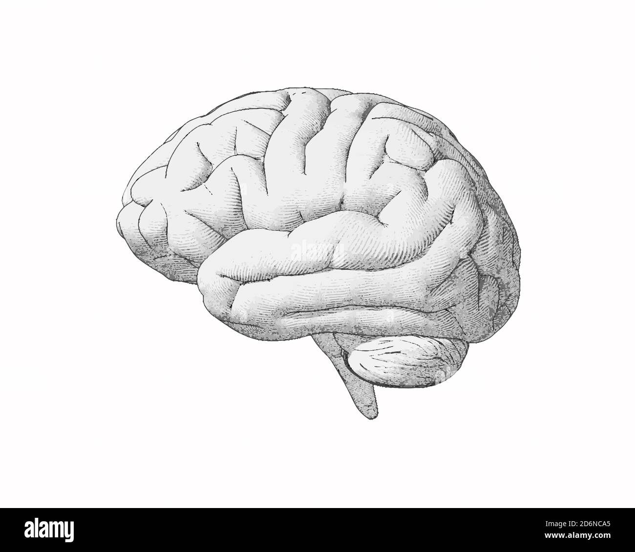 human brain drawing side view