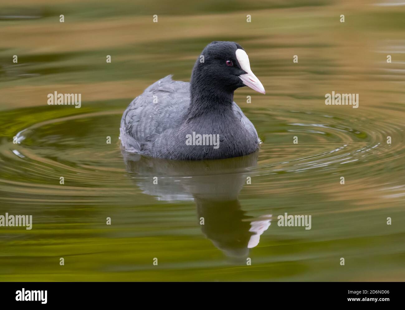 Eurasian Coot (Fulica atra) swimming in water on a lake in Autumn in West Sussex, England, UK. Stock Photo