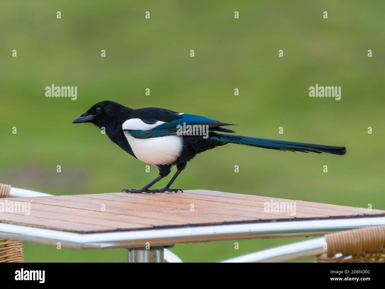 Side view of a Eurasian Magpie bird (Pica pica) standing on a table in Autumn in West Sussex, England, UK. Stock Photo