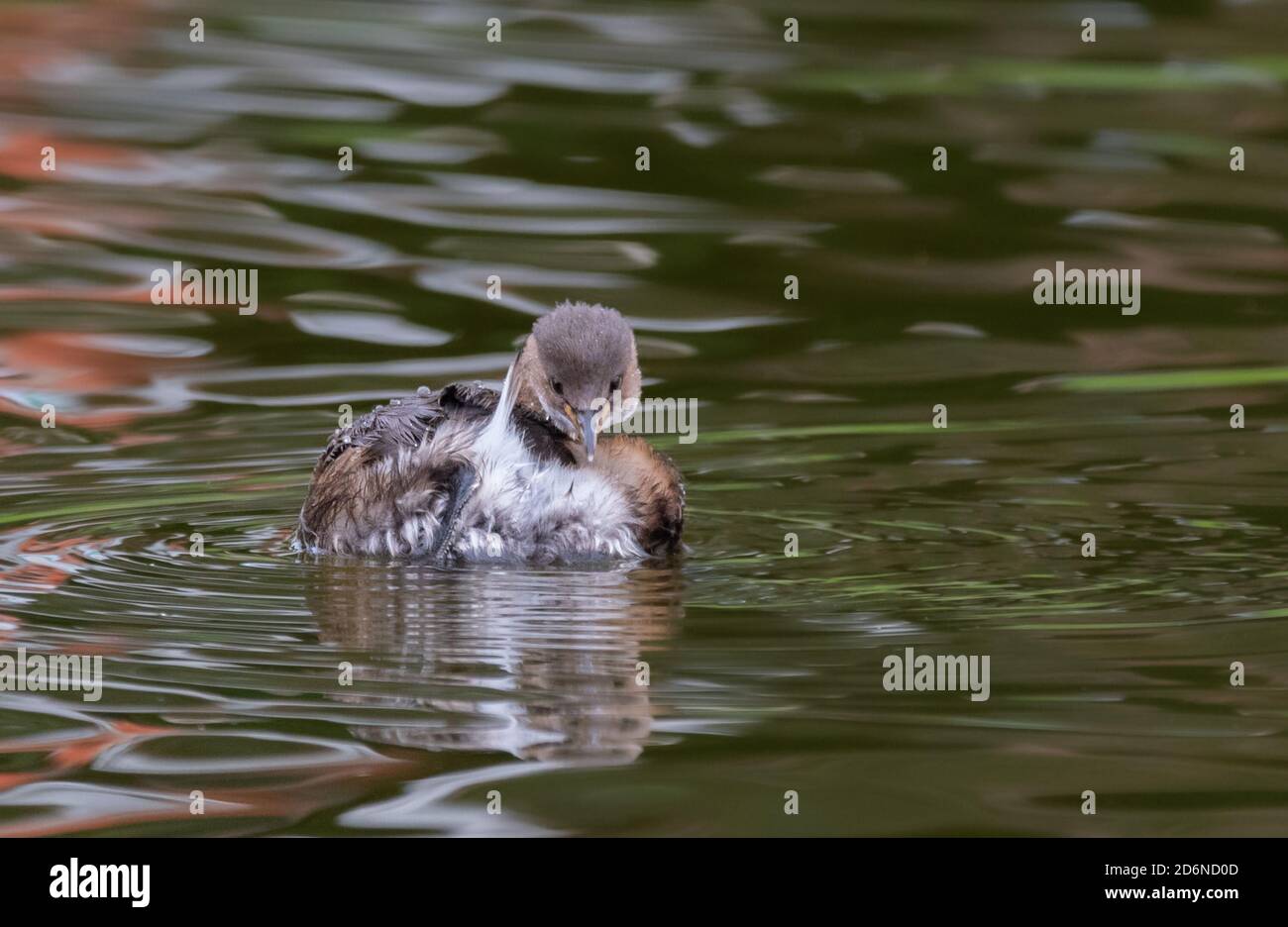 Little Grebe (Tachybaptus ruficollis), AKA Dabchick, swimming in water in a park lake in Autumn in West Sussex, England, UK. Stock Photo