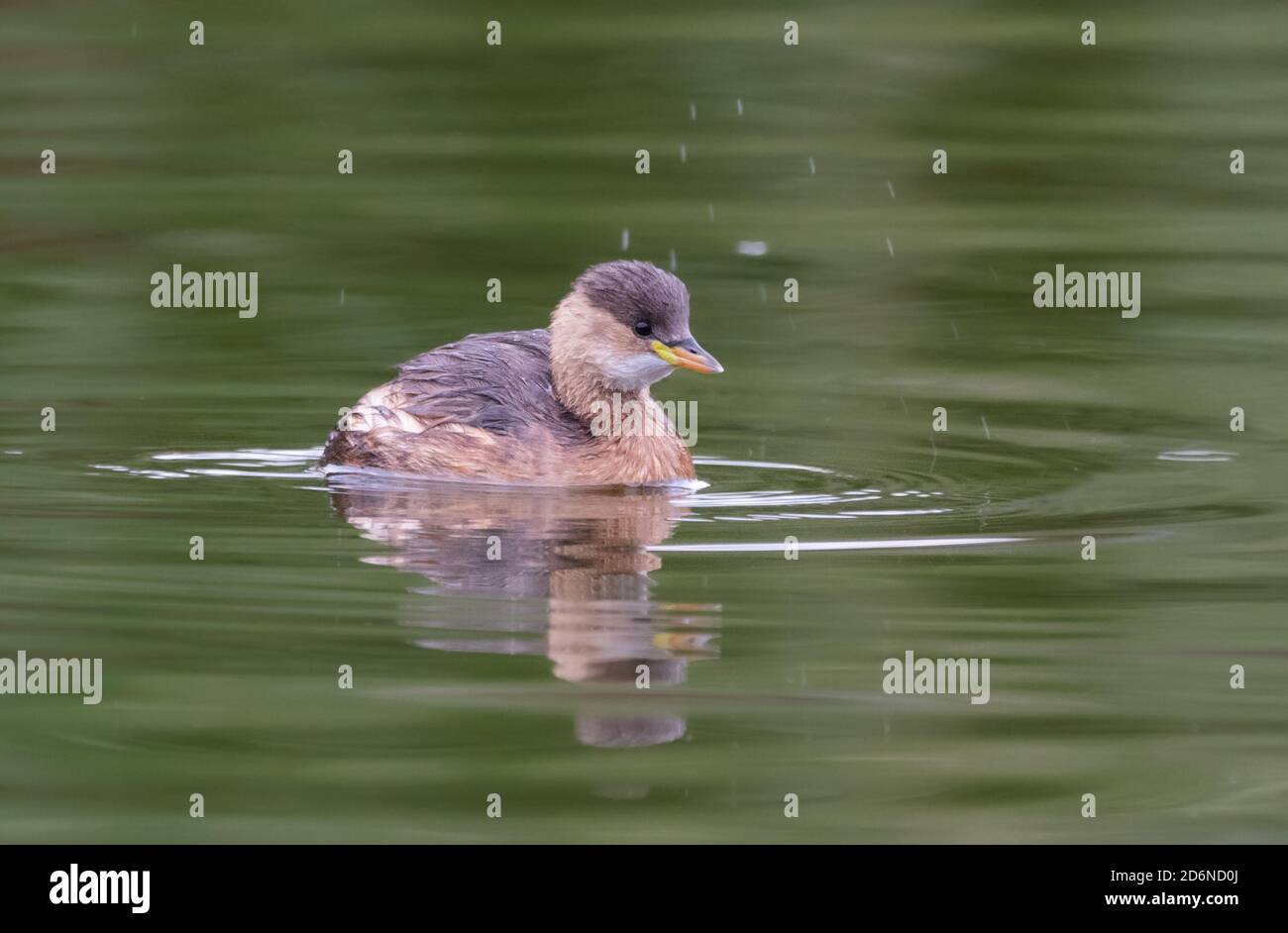 Little Grebe (Tachybaptus ruficollis), AKA Dabchick, swimming in water in a park lake in Autumn in West Sussex, England, UK. Stock Photo