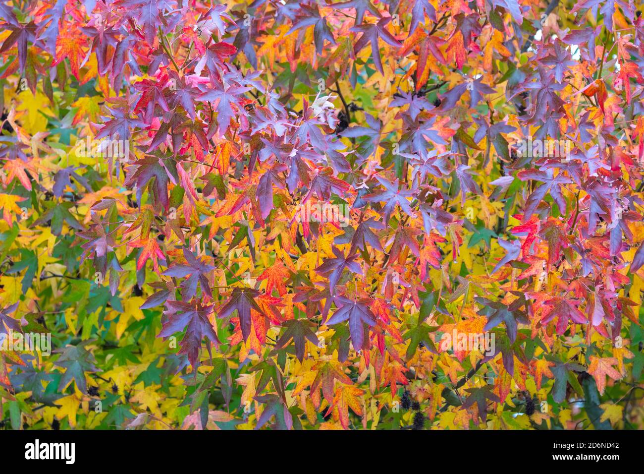Closeup of leaves on a tree as the colours turn to Autumn. Concept of Autumn and changing seasons. Stock Photo