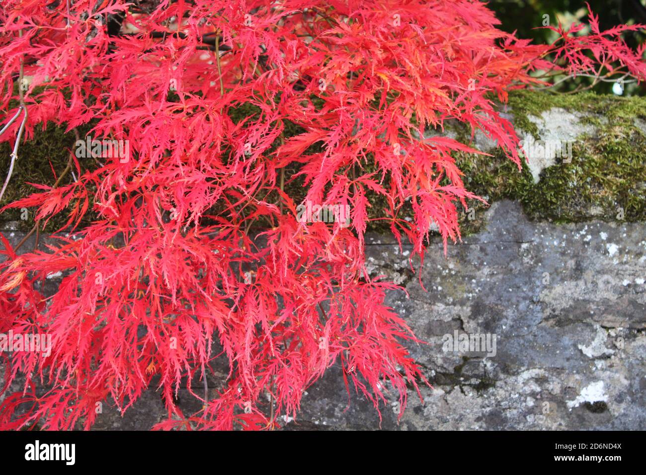 Bright red autumnal trees. Vibrant red autumn leaves growing from trees and shrubs. Stunning vibrant red acer growing in small garden. Autumn UK. Stock Photo