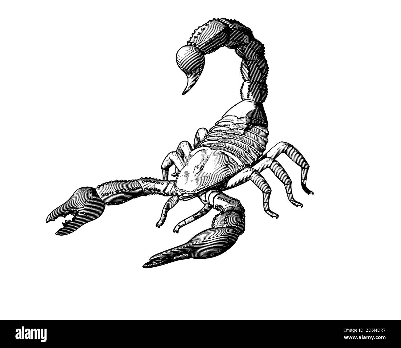 Изображение скорпиона для гравировки