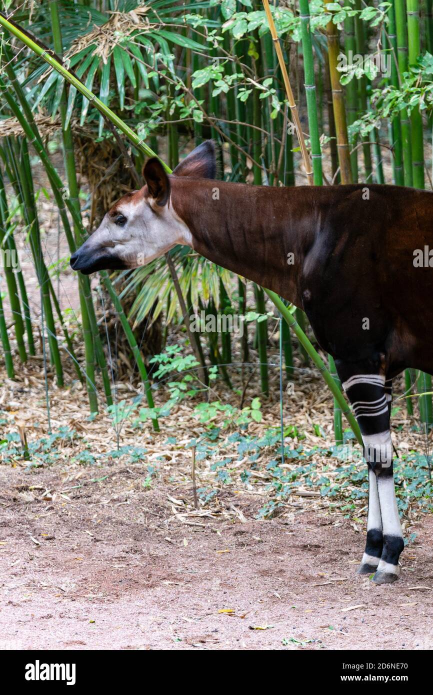 portrait of okapi in bamboo forest Stock Photo - Alamy