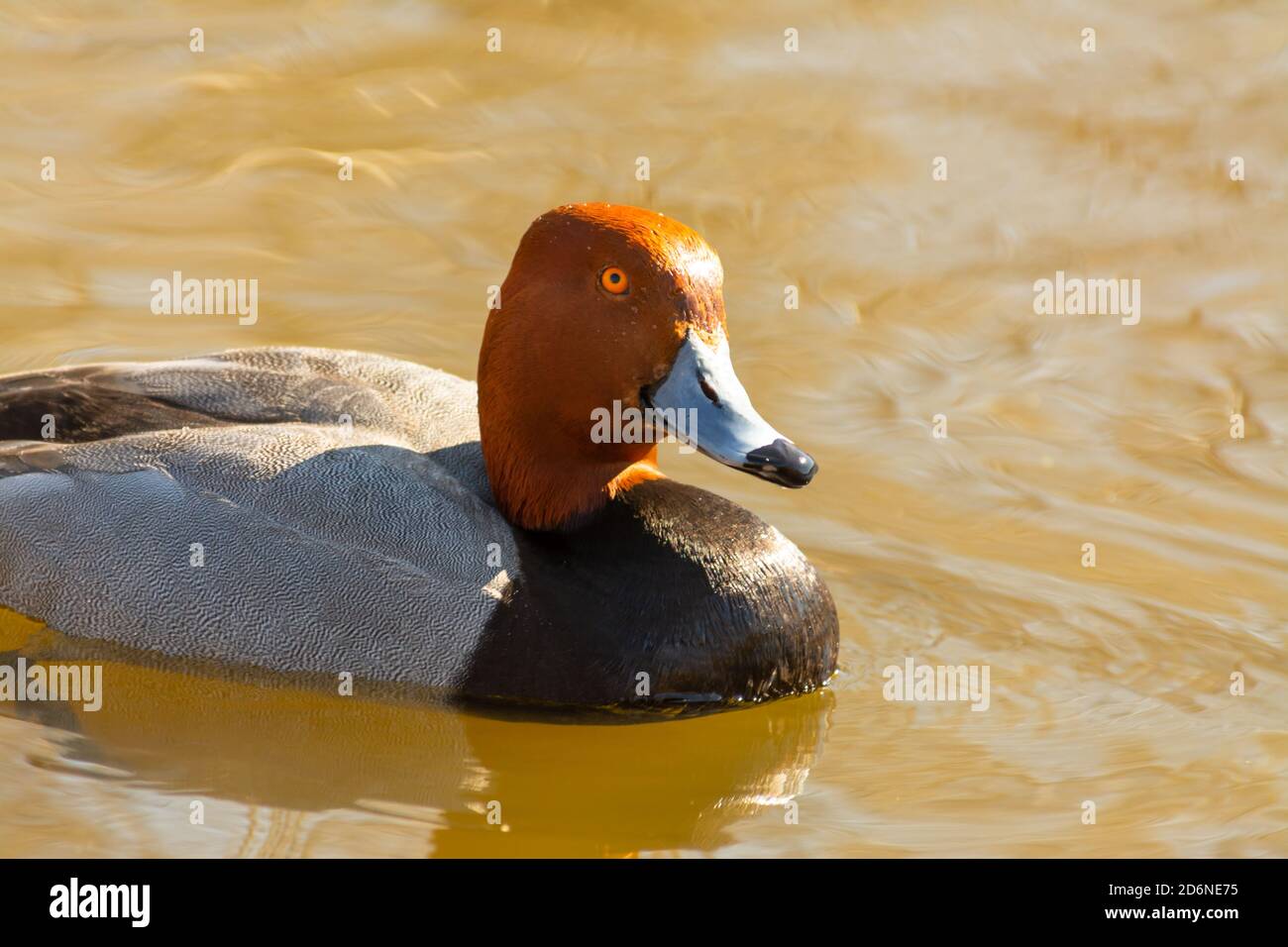 A male redhead duck, Aythya americana, swimming in a wetland pond in central Alberta, Canada Stock Photo