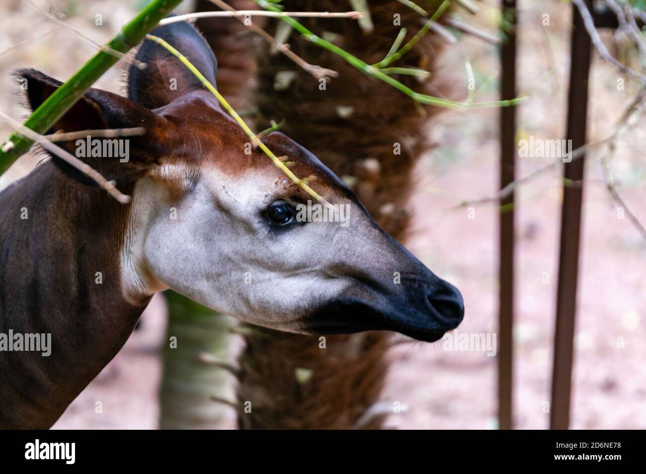 portrait of okapi in bamboo forest Stock Photo - Alamy