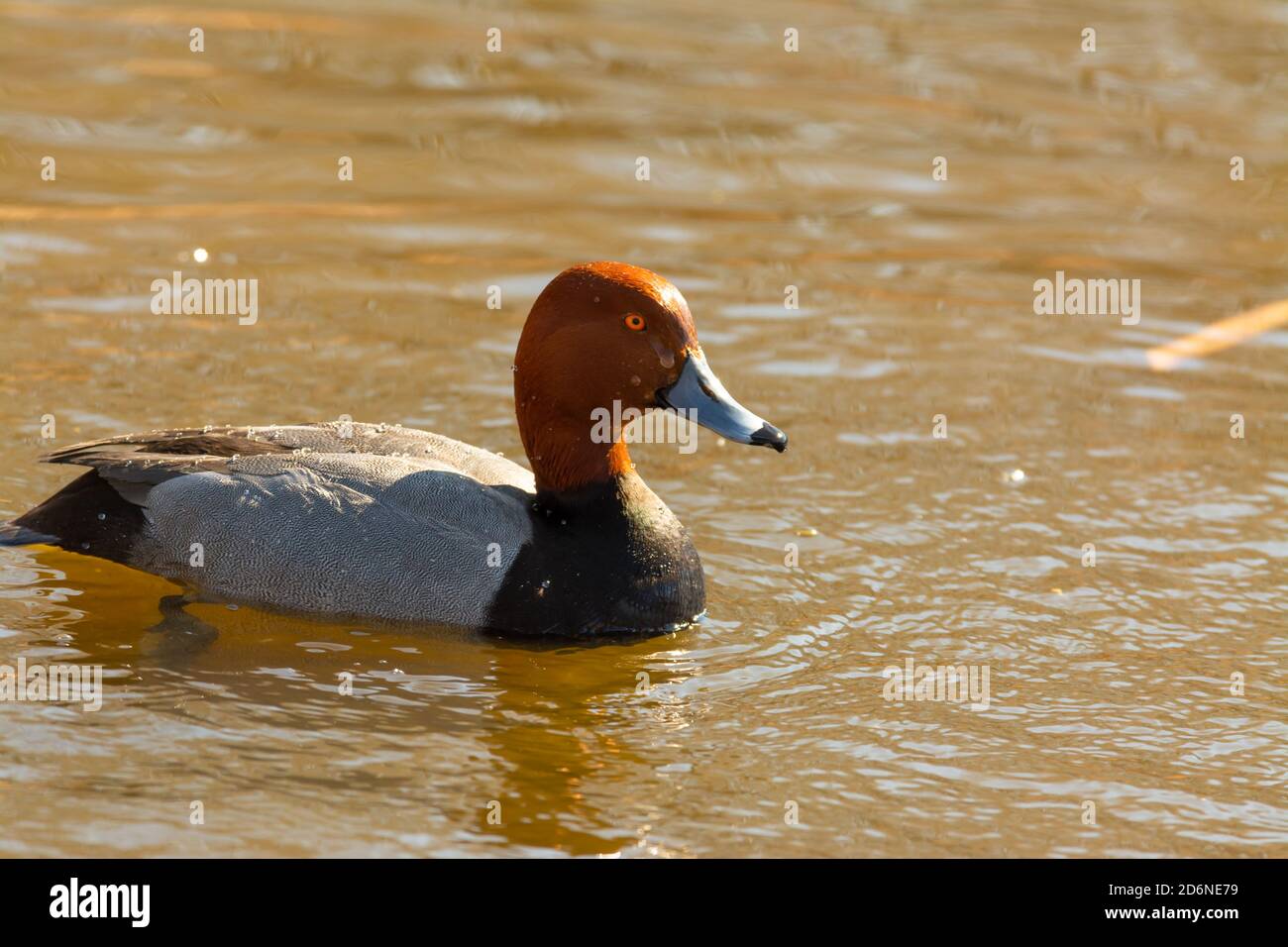 A male redhead duck, Aythya americana, swimming in a wetland pond in central Alberta, Canada Stock Photo