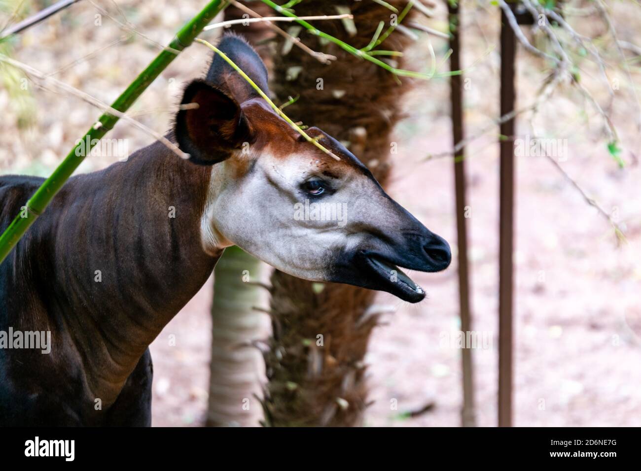 Mondonga hi-res stock photography and images - Alamy