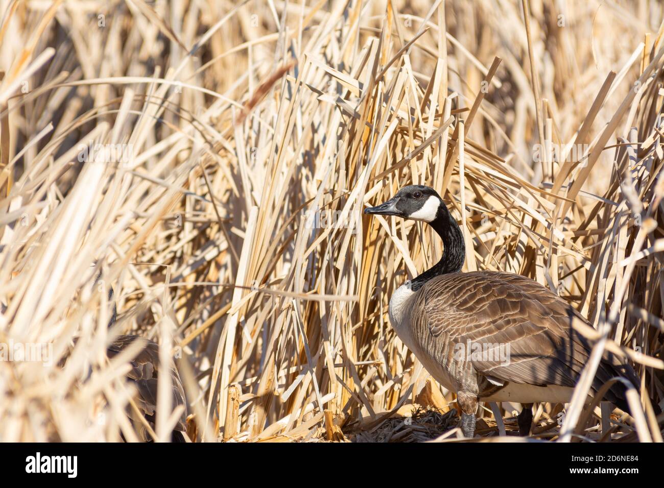 A canada goose Branta canadensis near its nesting site among