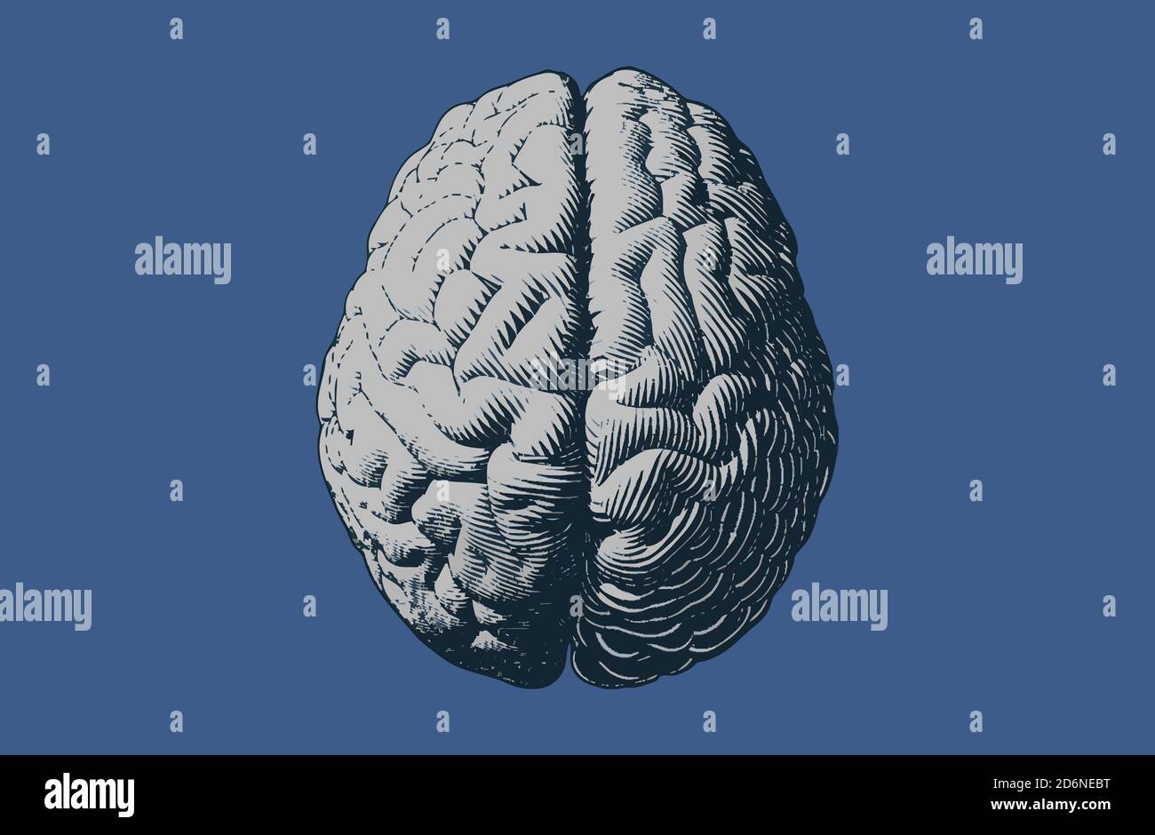 Monochrome gray engraving brain illustration in top view isolated on ...
