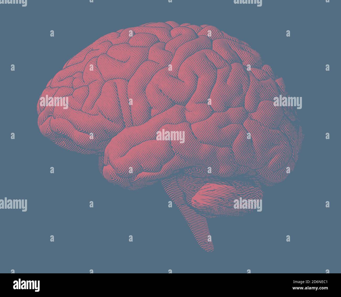 Red pink engraving brain illustration in side view isolated on blue ...