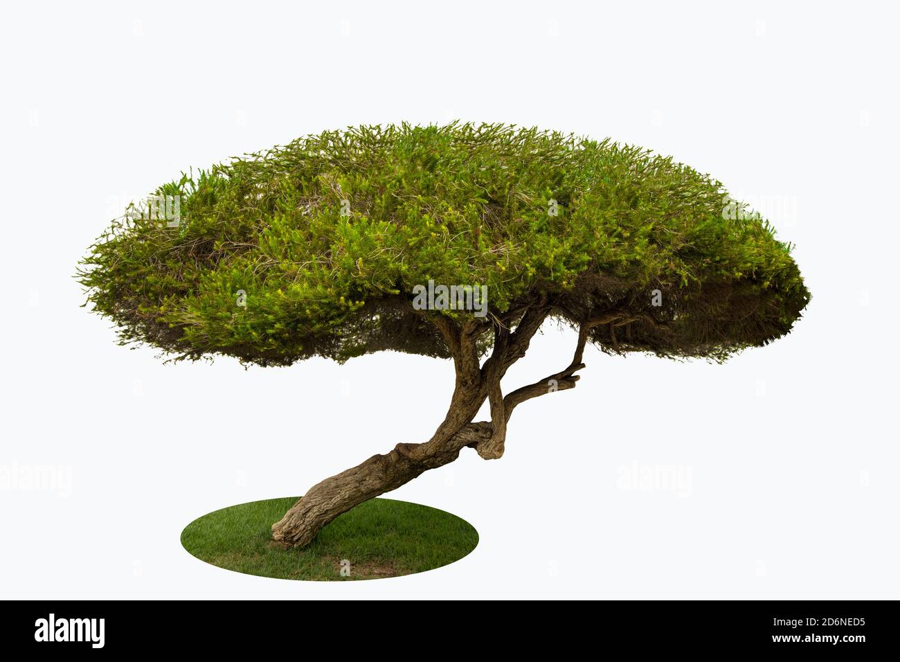 Tree , Bonsai isolated nature Stock Photo