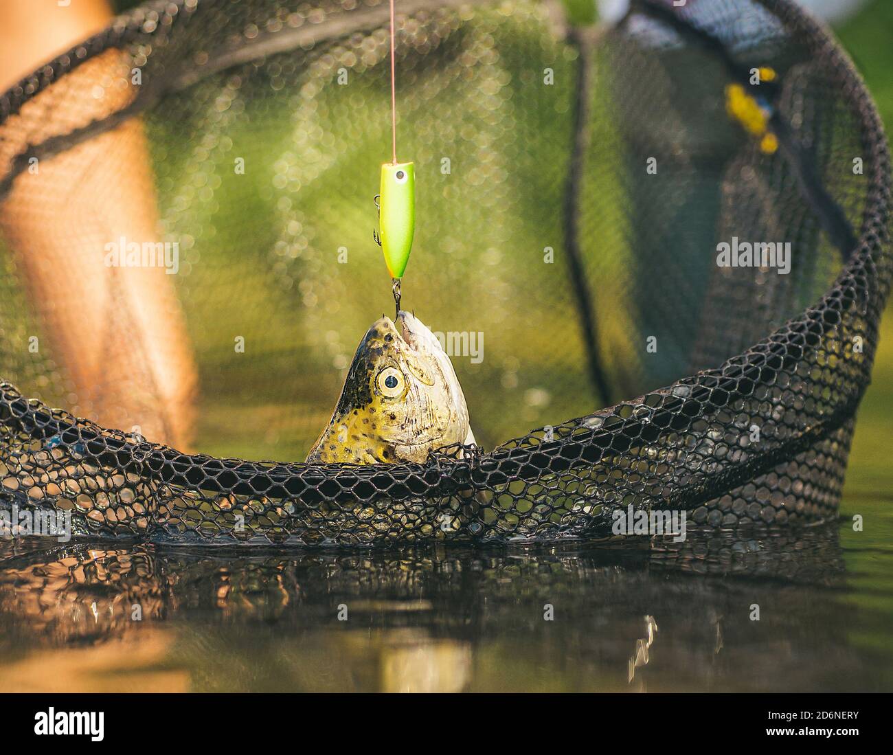 Rainbow trout on a hook. Fishing became a popular recreational activity. Fish on the hook. sport