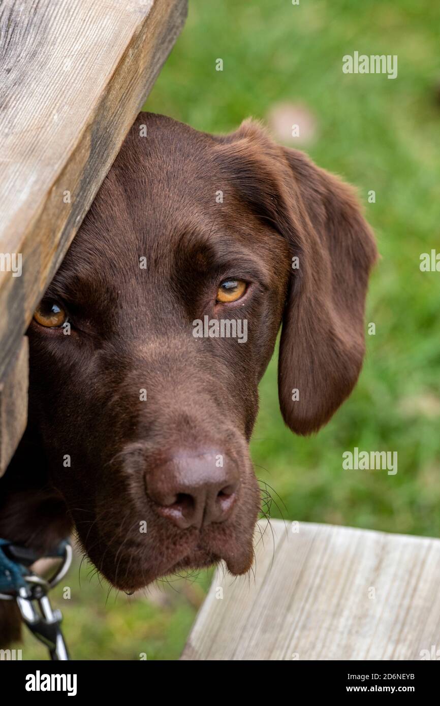 a labradinger or springador retriever dog looking cheekily around a tree trunk. Stock Photo