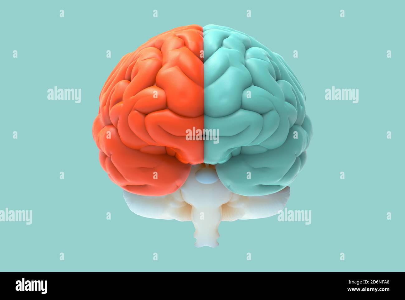 3D brain rendering illustration in front view with left and right ...