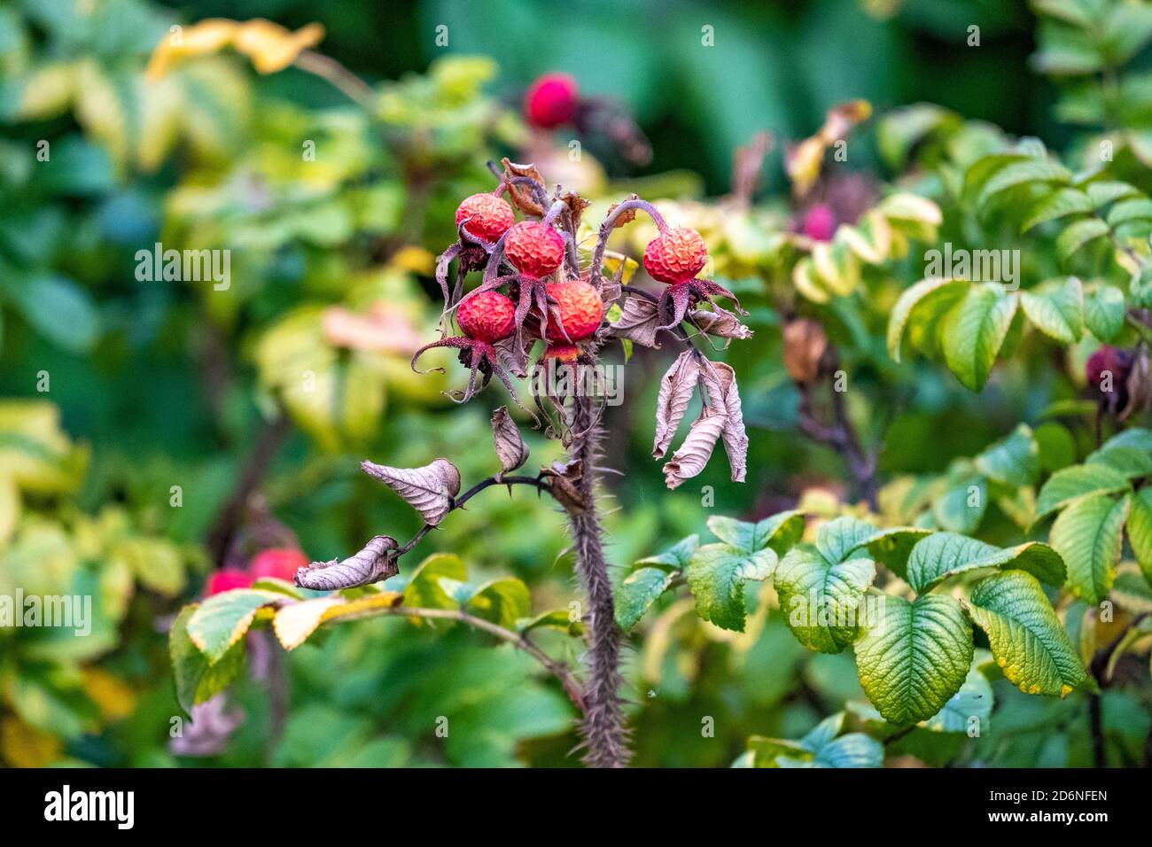 Sea, red rose and railing hi-res stock photography and images - Alamy