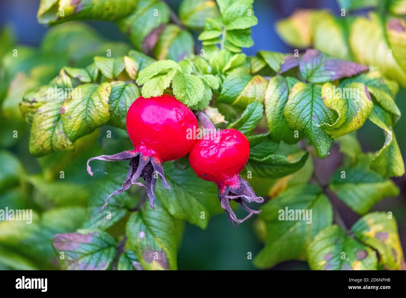 Sea, red rose and railing hi-res stock photography and images - Alamy